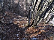 67 In decisa discesa nella faggeta del canalone